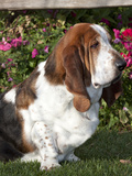 Basset Hound