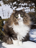 Norwegian Forest Cat in Snow