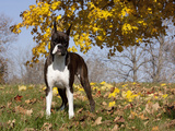 Boxer in Autumn