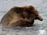 Grizzly Bear Scratching Itself  Alaska