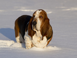 Basset Hound in Snow