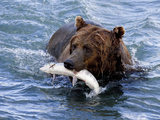 Grizzly Bear with Salmon