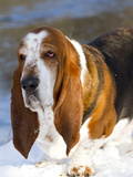 Basset Hound in Snow