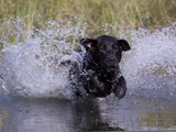 Black Labrador Retriever Water Enry