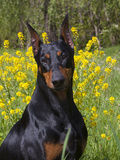 Black Doberman  Portrait