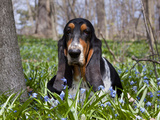 Basset Hound in Blue Flowers