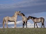 Three Wild Horses on Ridge  Wyoming
