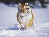 Tiger Running in Snow