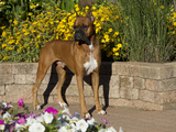 Boxer and Flowers