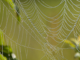 Spider Web in Dew