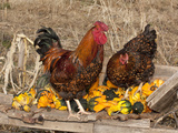 Wyandotte (Breed) Rooster and Hen