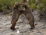 "Dancing" Grizzly Bears  Alaska