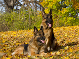 German Shepherd Dog in Fall Color