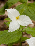 Great White Trillium  Illinois