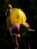 Tall Bearded Iris  Early Evening