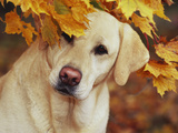 Yellow Labrador Retriever and Maple Leaves  Portrait