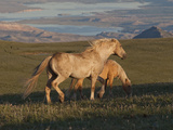Wildhorse Palomino Stallion Late Day  Wyoming