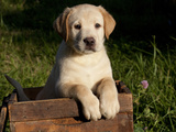 Yellow Labrador Retriever Puppy in Wooden Box