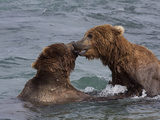 Two Grizzly Bears in Stream  Alaska