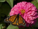 Monarch Butterfly on Zinnia