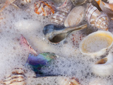 Florida Shells in Surf