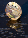 Abalone Shell on California Beach at Dawn