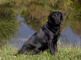 Black Labrador Retriever by Pond