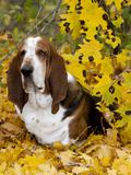 Basset Hound in Yellow Maple Leaves