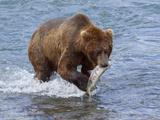 Grizzly Bear with Salmon