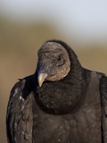 Black Vulture  Portrait