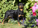 Roittweiler Dog