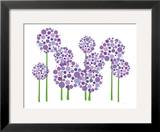 Purple Allium