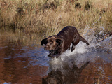 Chocolate Labrador Retriever Water Entry