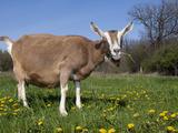 Toggerburg Goat (Wisconsin  in Pasture