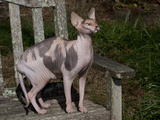 Hairless Sphynix Cat (Pure Breed)