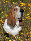 Basset Hound in Wildflowers