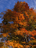 Sugar Maples in Autumn  Connecticut