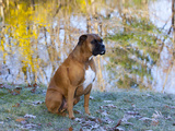 Boxer in Frost
