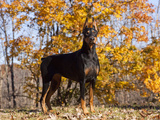Black Doberman