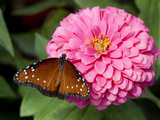 Queen Butterfly on Zinnia