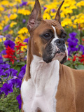 Boxer Portrait