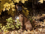 Boxer in Yellow Maple Leaves