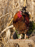 Wyandotte (Breed) Rooster