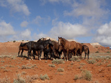 Herd of Wild Horses  Wyoming