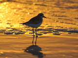 Shorebird at Sunset