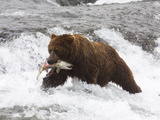 Grizzly Bear (Aka Alaska Brown Bear) with Salmon