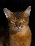 Abyssinian Cat  Portrait