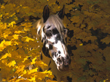 Appaloosa Portrait in Maple Leaves  Illinois