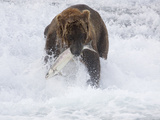 Grizzly Bear with Salmon  Alaska