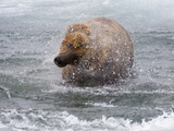 Grizzly Bear Shaking Off Water  Alaska